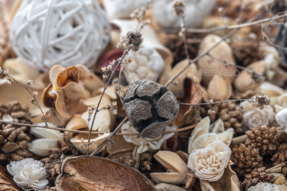 Close-up dried flowers, dried plants macro photography. Stock