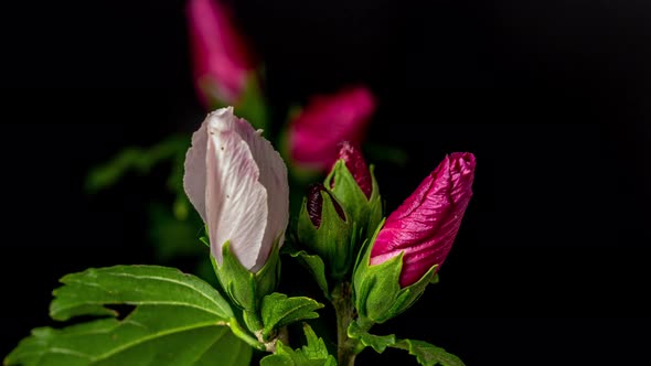Hibiscus Flower Blossom Timelapse on Black 3 alt