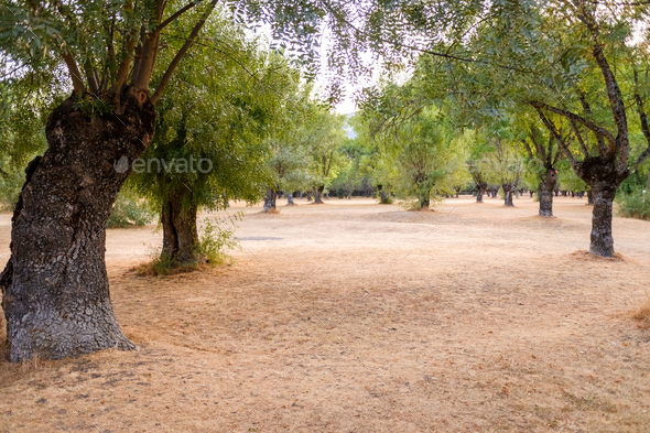 Spanish pasture, forest formed holm oaks and cork oaks with grass for cattle. - Stock Photo - Images