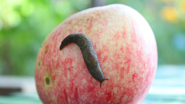 Snail on Apple 1