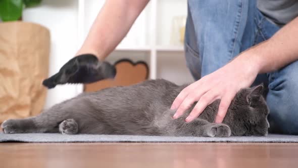 A Man Combs the Cat's Fur with Special Glove and Comb