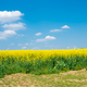 Countryside landscape with canola and green fields - PhotoDune Item for Sale