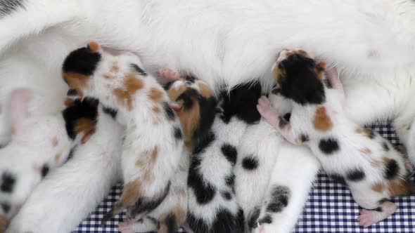 Kitty Baby Cats Feeding from Mothers Breast 7 alt