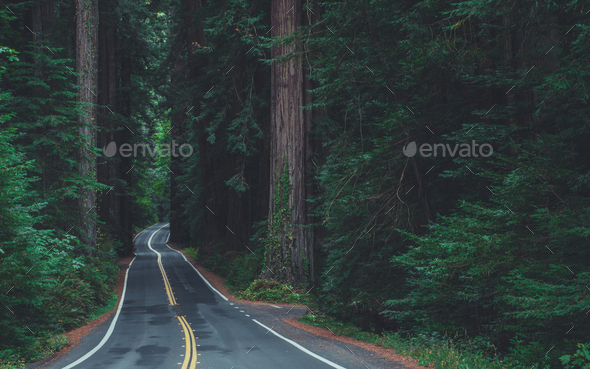 Avenue of a Giants Scenic California Redwood Forest Highway Stock Photo ...