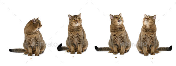 Purebred Scottish straight cat sits on a white background. Animal with different emotions