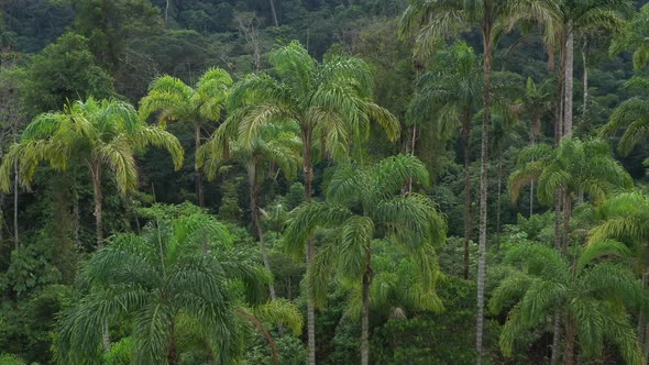 Areal view of a background from palm trees called chontaduro Bactris gasipaes or peach palm  alt