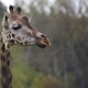 Portrait of a giraffe - PhotoDune Item for Sale