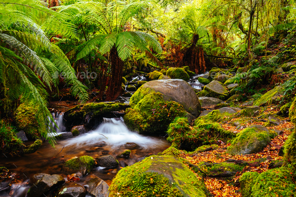 Rainforest Gallery Warburton in Victoria Australia - Stock Photo - Images
