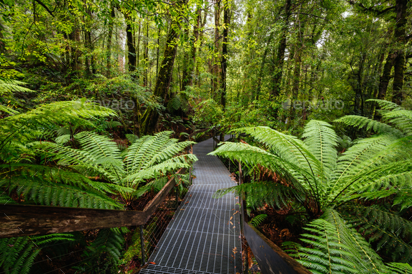 Rainforest Gallery Warburton in Victoria Australia - Stock Photo - Images