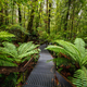 Rainforest Gallery Warburton in Victoria Australia - PhotoDune Item for Sale
