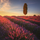 Lavender fields and cypress tree at sunset. Orciano, Tuscany, Pisa, Italy - PhotoDune Item for Sale