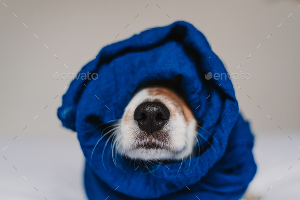 portrait of cute jack russell wrapped into a blue handkerchief