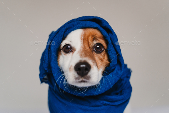 portrait of cute jack russell wrapped into a blue handkerchief