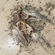 Bird carcass - PhotoDune Item for Sale