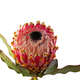 Macro of an isolated king protea blossom - PhotoDune Item for Sale