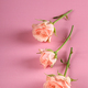 Rose Flowers - PhotoDune Item for Sale
