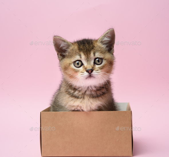 Cute kitten of the breed Scottish golden chinchilla straight sits in a brown box