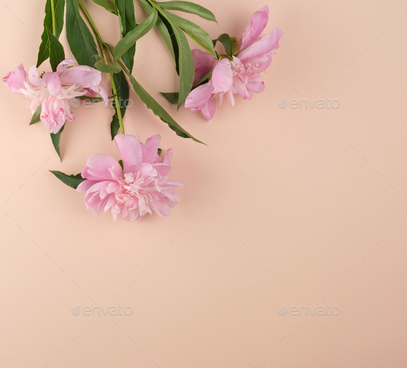 Blooming pink peony buds on a peach background, empty space