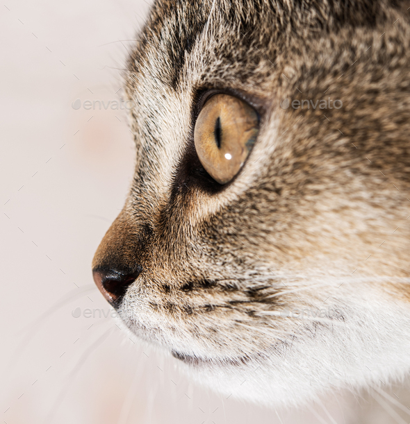 Tip of nose young purebred cat british chinchilla