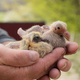 A pair of pigeon chick in fancier hand - PhotoDune Item for Sale