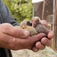 A pair of pigeon chick in fancier hand - PhotoDune Item for Sale