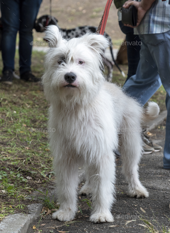 White dog half-breed Ardennes Bouvier, summer day - Stock Photo - Images