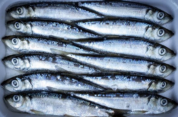 Herring bait fish frozen together used to catch salmon and other seafood -  Stock Image - Everypixel