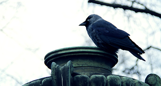 Birds and Nature Sounds