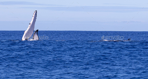 Humpback whale fin over blue ocean water near the island of Moorea