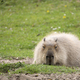 Capybara is resting in a clearing - PhotoDune Item for Sale