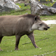 Tapir in a clearing - PhotoDune Item for Sale