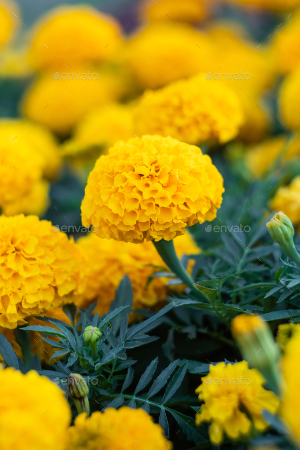Field of marigolds, bright yellow flowers in the garden. Mexican marigold.