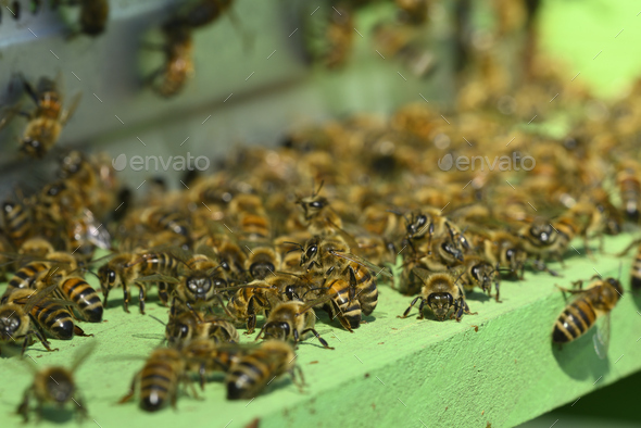 Artificial bee hive with workers going in and out - Stock Photo - Images