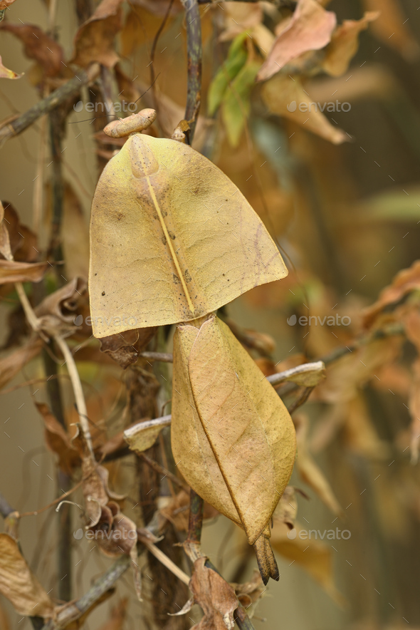 Dead leaf mantis insect showing its camouflage - Stock Photo - Images