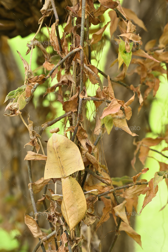 Dead leaf mantis insect showing its camouflage - Stock Photo - Images