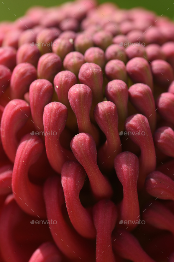 Detail of Protea flower from South Africa - Stock Photo - Images