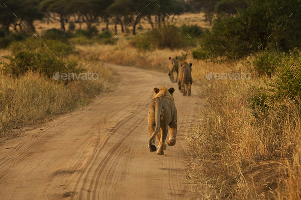Pride of three lions running on African dirt road