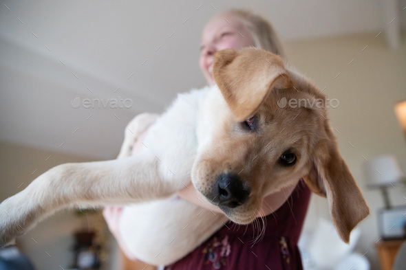 Young girl holding cute yellow labrador retriever puppy with floppy ears