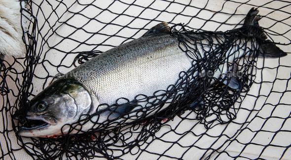 Fresh chinook salmon in a fishing net Stock Photo by MatHayward