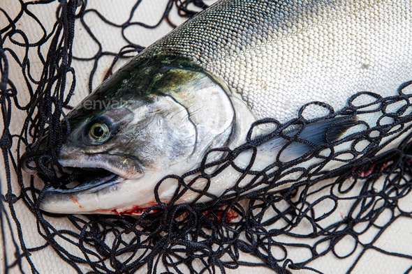 Coho salmon fish in a fishing net