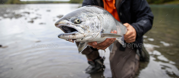 Fisherman holding fresh catch Coho salmon fish