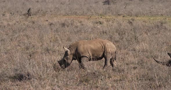 White Rhinoceros, ceratotherium simum, Mother and Calf, Nairobi Park in Kenya, Real Time 4K alt