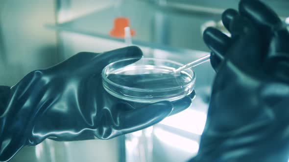 Liquid Probe in the Hands of a Lab Specialist Wearing Gloves alt