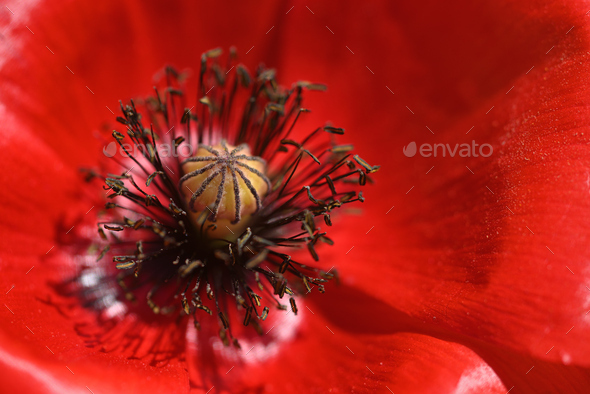 Close up of red poppy flowers and bud - Stock Photo - Images