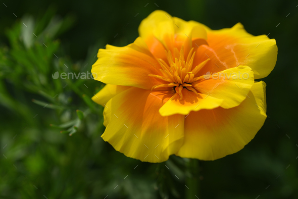 Close up of golden poppy flowers - Stock Photo - Images