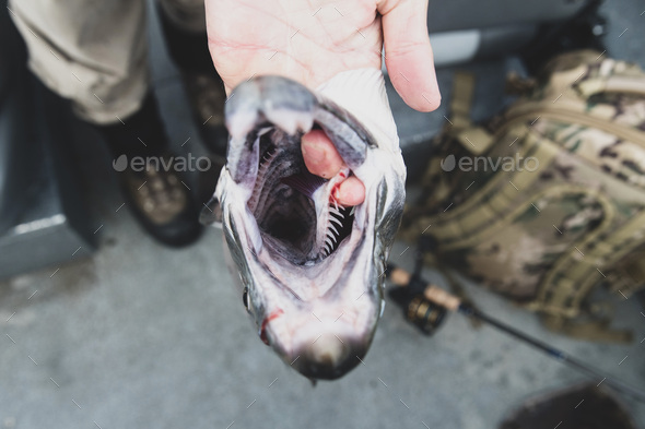 fisherman hold fresh caught coho salmon with mouth open showing sharp teeth