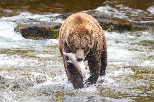 Wild Alaskan Grizzly bear with fresh caught Coho Salmon in river