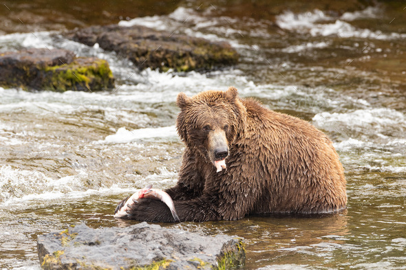Wild Alaskan Grizzly bear with fresh caught Coho Salmon in river
