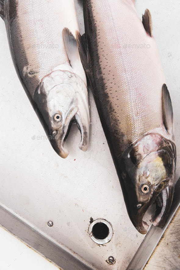 Fresh caught Alaskan coho salmon