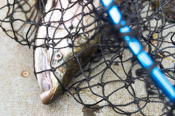 Coho salmon caught in a net in Alaskan river